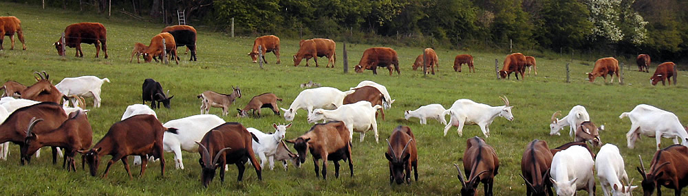 Les pâturages de la Ferme du Bio