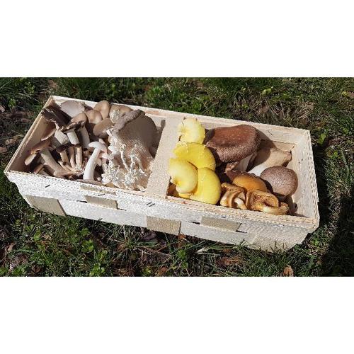 Mix de Champignons spécial Poêlée-plancha-omelette 500g 
