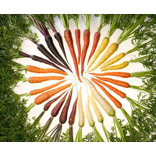 Carottes  ARC EN CIEL