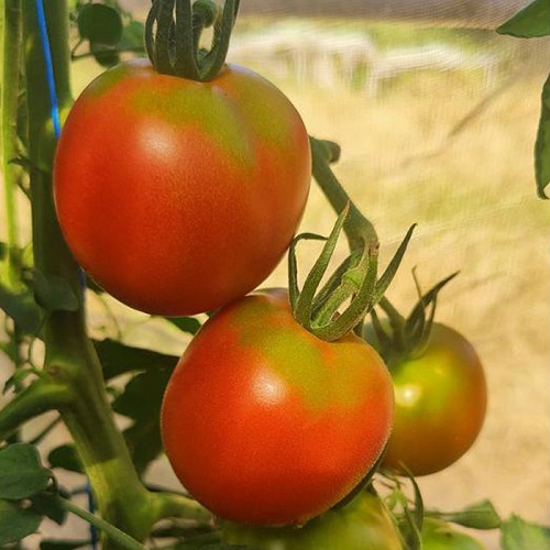 Tomates de la région 