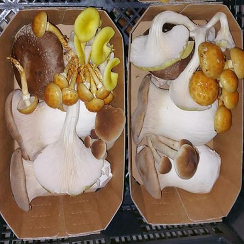 Barquette MIX de 200g de champignons