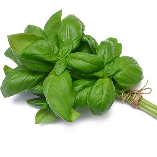 Basilic botte