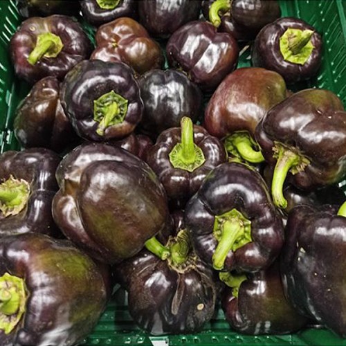 Paprika Noir