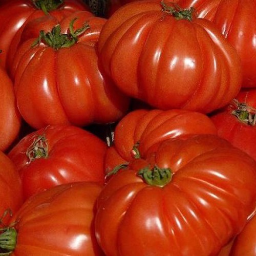 Tomate 1KG