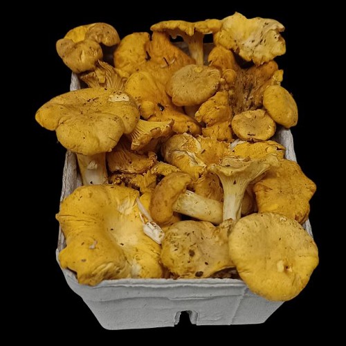 Girolles fraîches 250g