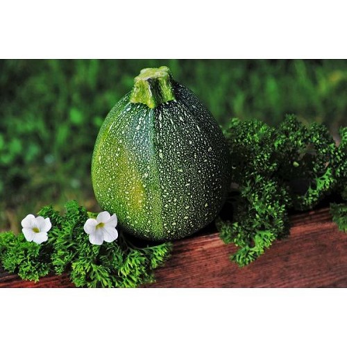 Courgette ronde