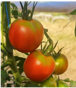 Fruits et Légumes : Tomates