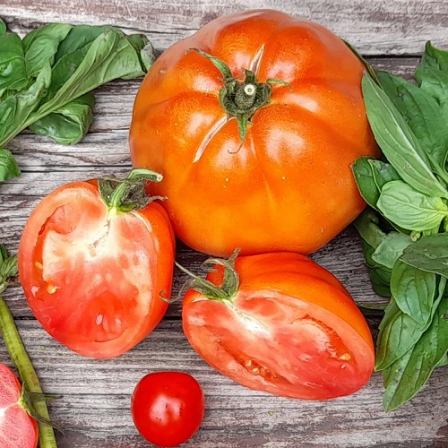 Tomates Coeur de boeuf 