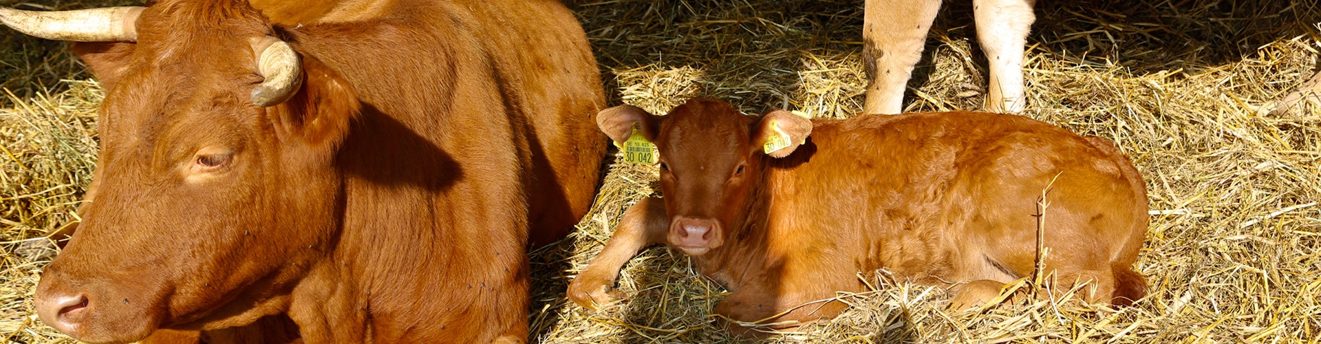 La Ferme du Bio : viande, charcuterie, épicerie et produits bio